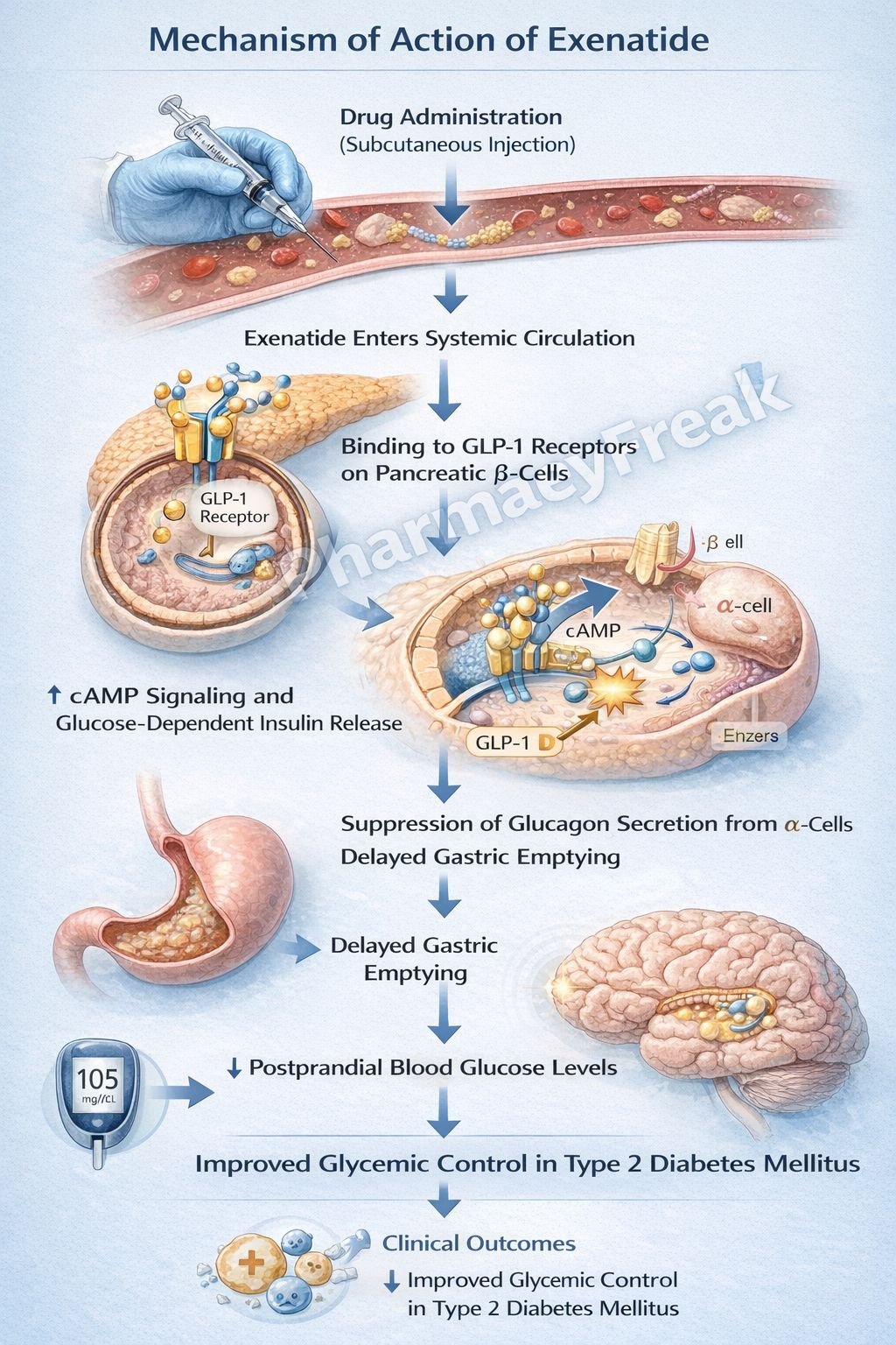 Mechanism of Action of Exenatide