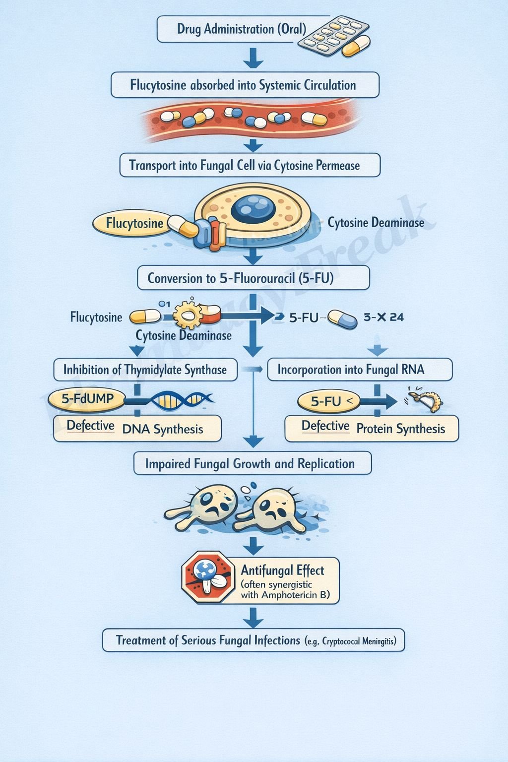 Mechanism of Action of Flucytosine