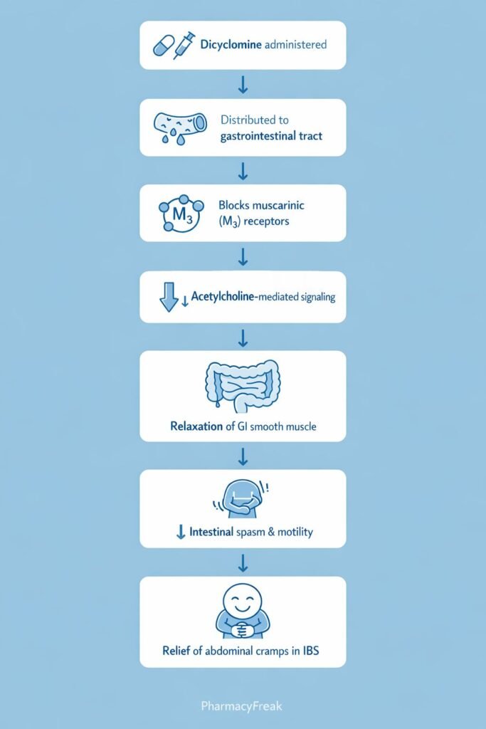 Mechanism of action of dicyclomine