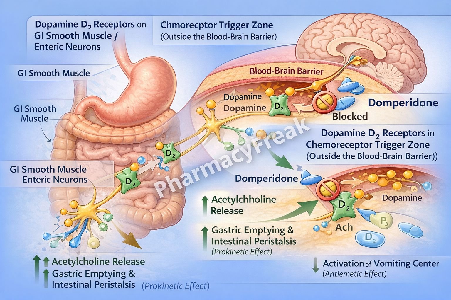 Mechanism of Action of Domperidone