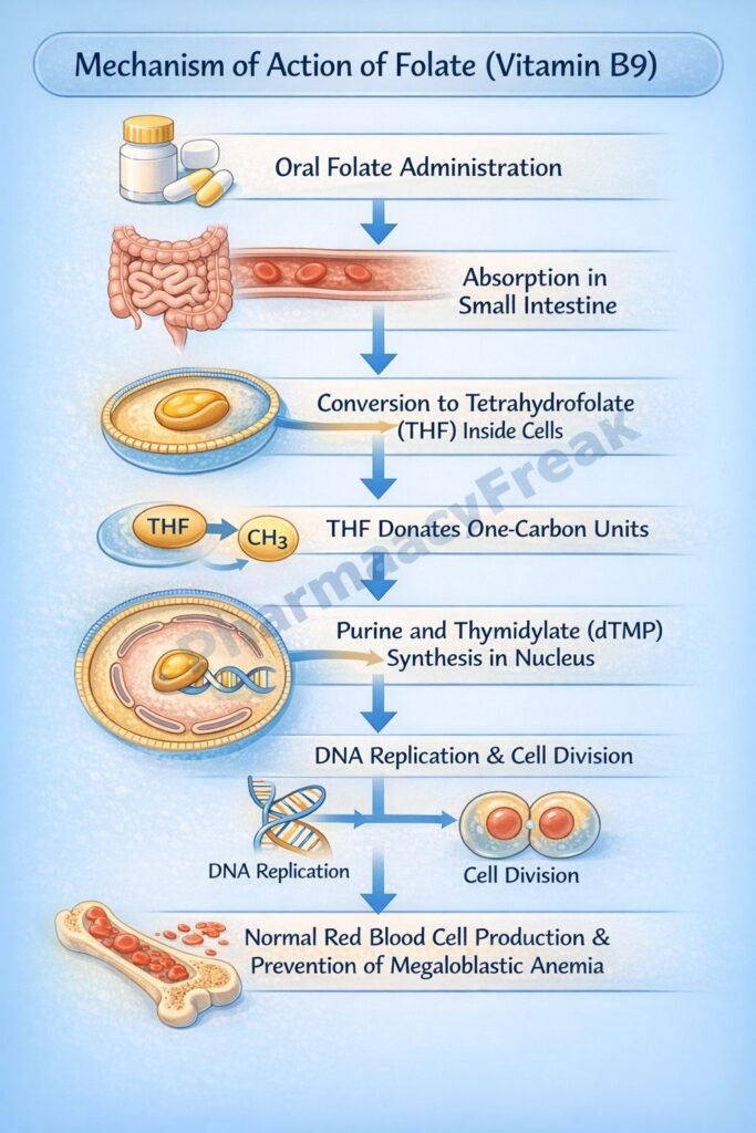 Stepwise Mechanism of Action of Folate
