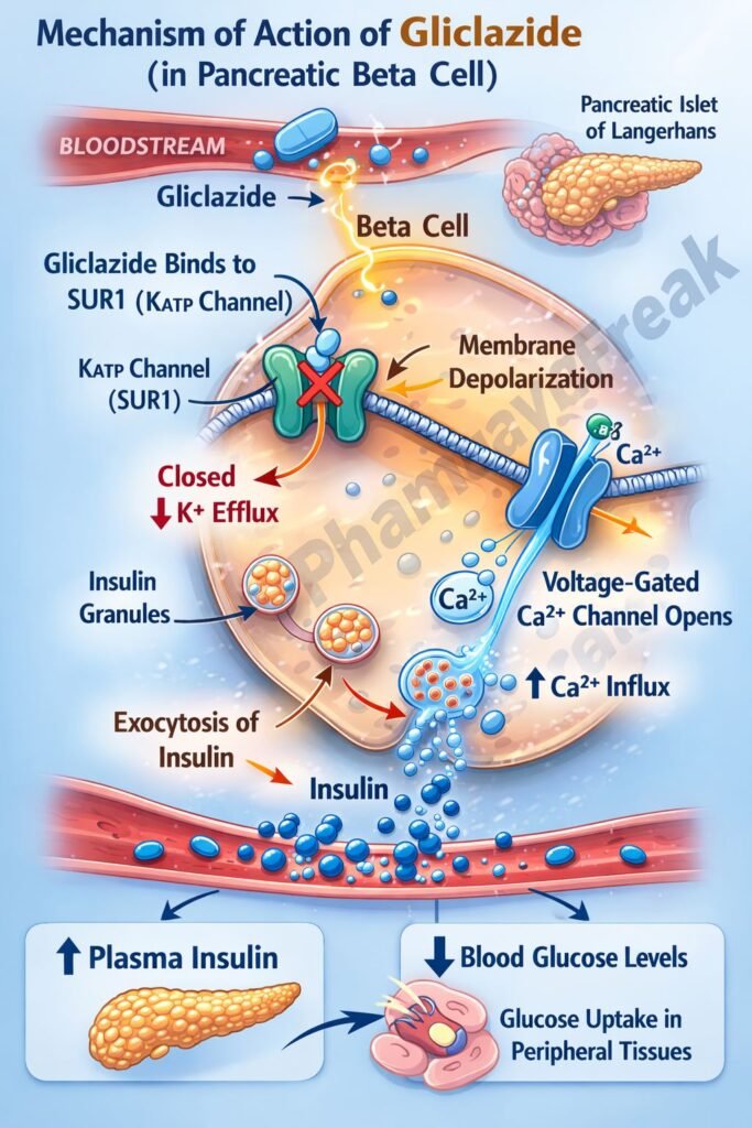 Flowchart of Mechanism of Action of Gliclazide