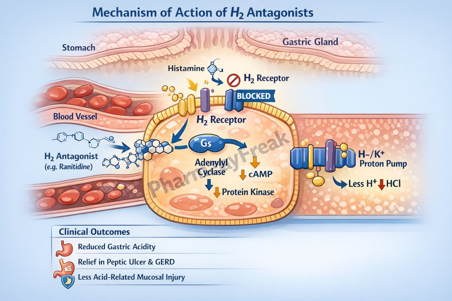 Mechanism of Action of H2 Antagonists