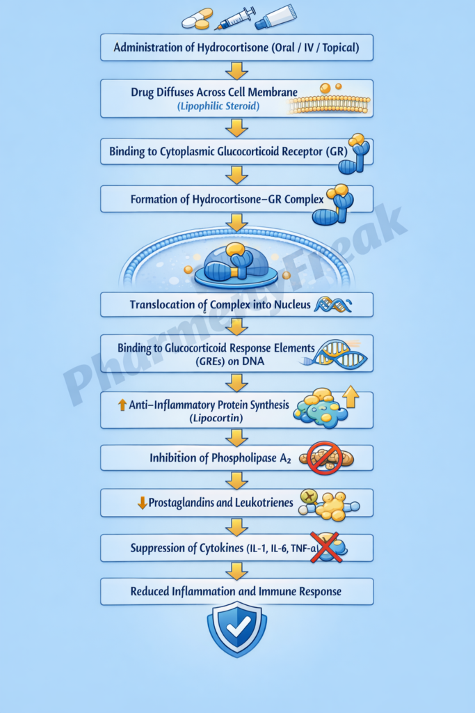 Flowchart of Mechanism of Action of Hydrocortisone