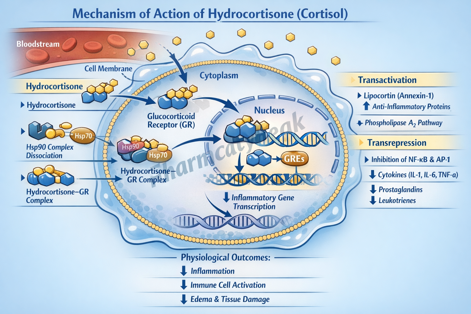 Mechanism of Action of Hydrocortisone