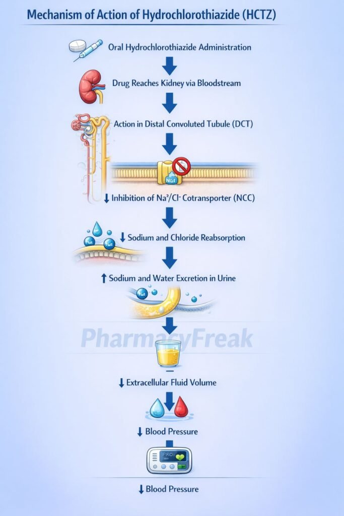 Flowchart of Mechanism of Action of Hydrochlorothiazide
