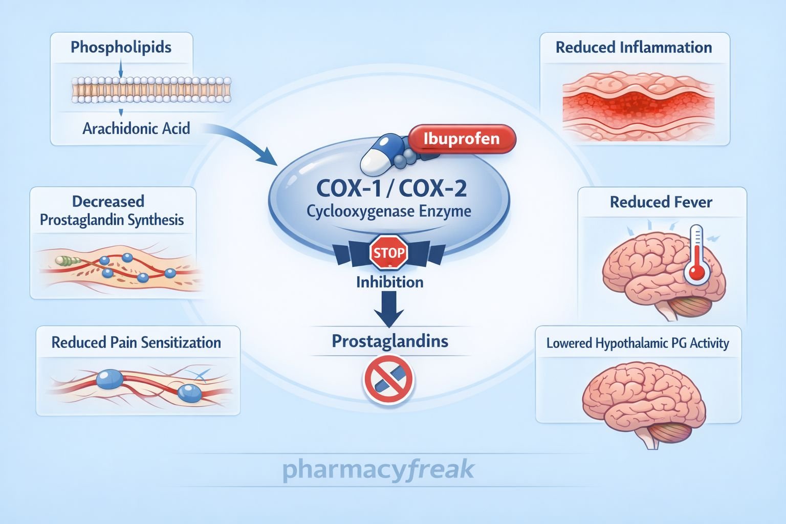 Mechanism Of Action Of Ibuprofen