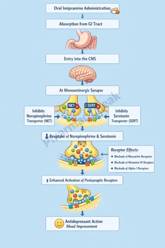 Mechanism of Action of Imipramine Flowchart