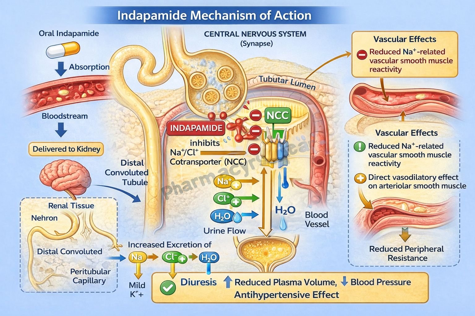 Mechanism of Action of Indapamide