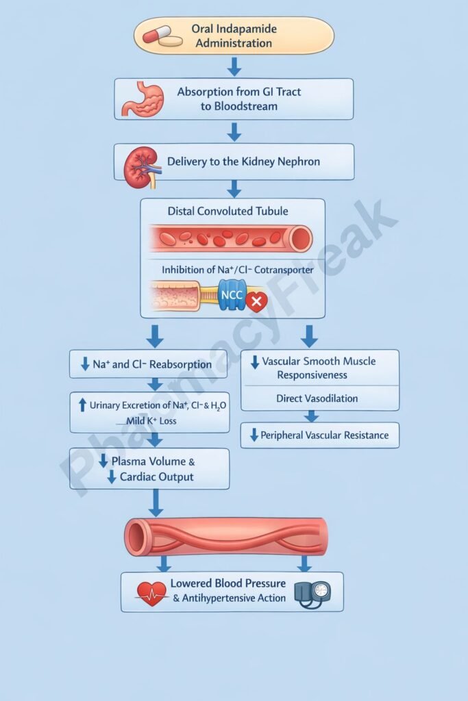 Mechanism of Action of Indapamide Flowchart