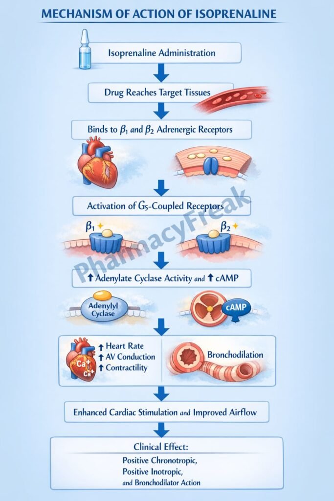 Mechanism of Action of Isoprenaline Flowchart