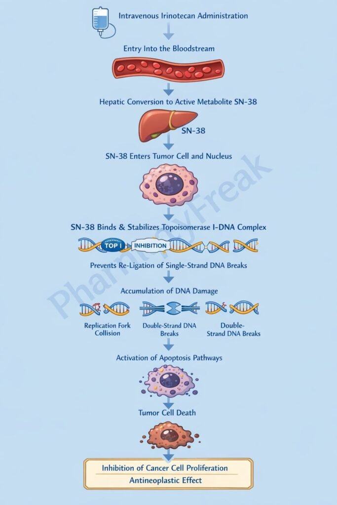 Mechanism of Action of Irinotecan Flowchart