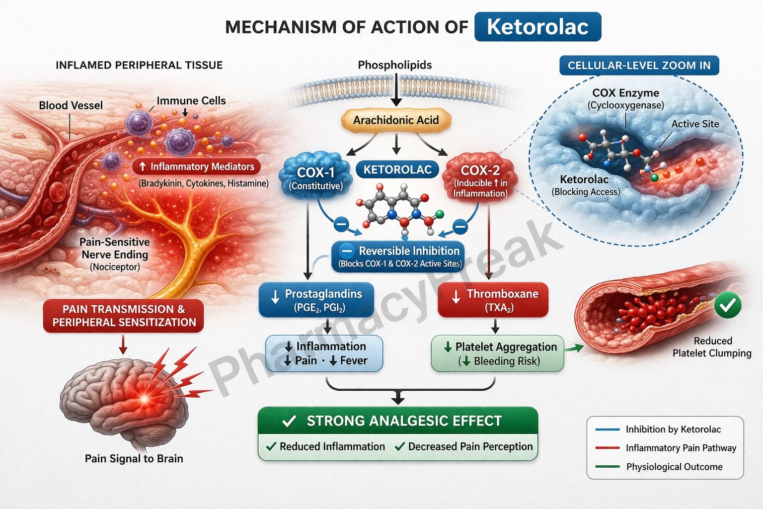 Mechanism of Action of Ketorolac