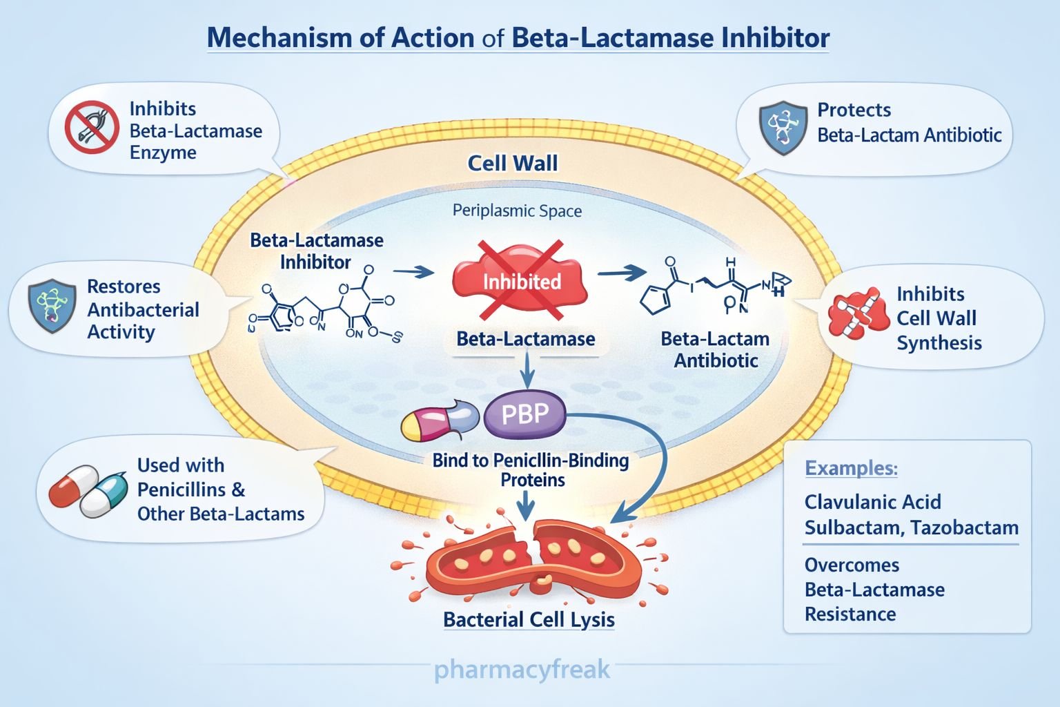 MOA of β-Lactamase Inhibitors