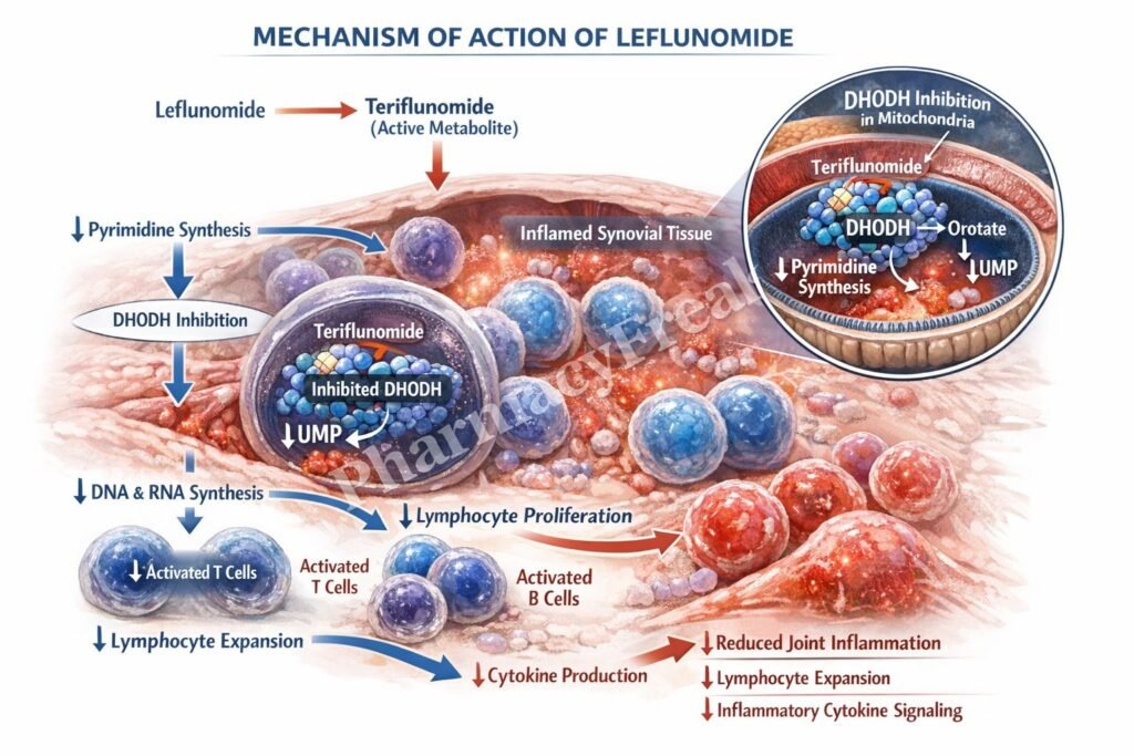 Leflunomide pharmacology