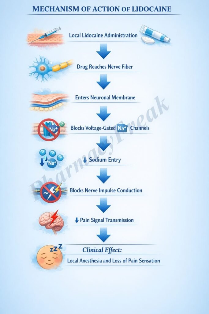 Mechanism of Action of Lidocaine Flowchart