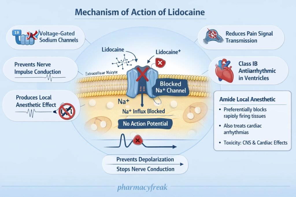Mechanism of Action of Lidocaine
