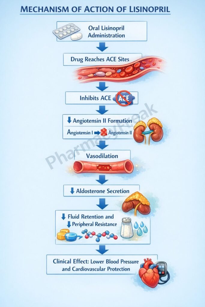 Mechanism of Action of Lisinopril Flowchart