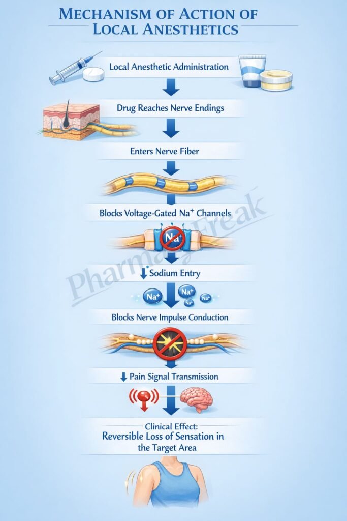 Flowchart of mechanism of action of Local Anesthetics