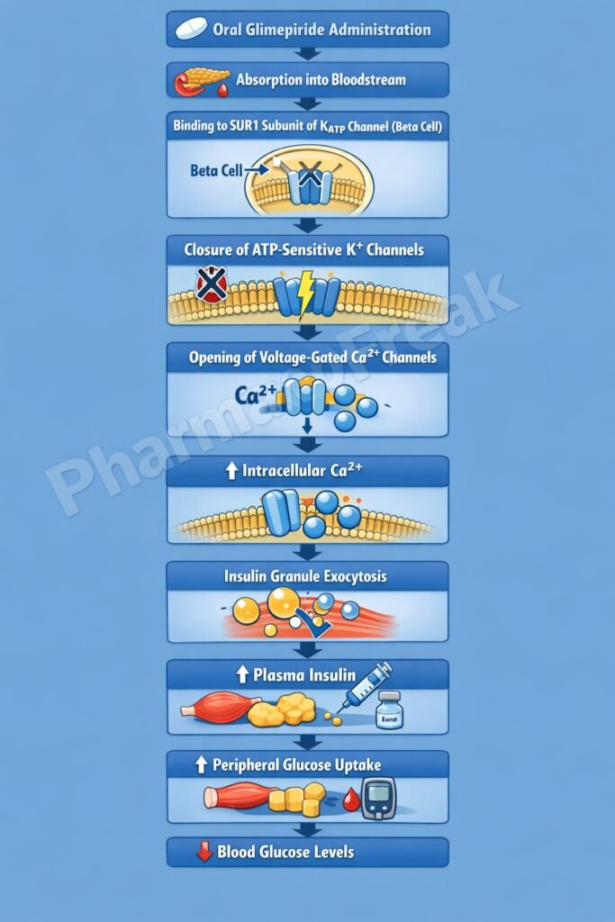 Flow chart of MOA of Glimepiride