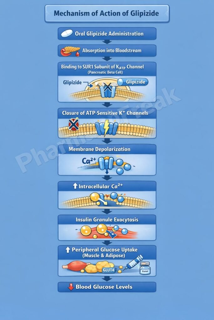 Flowchart of Mechanism of Action of Glipizide