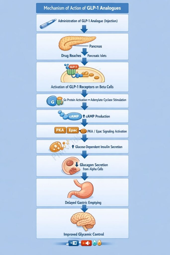 Flowchart of Mechanism of Action of GLP-1 Analogues
