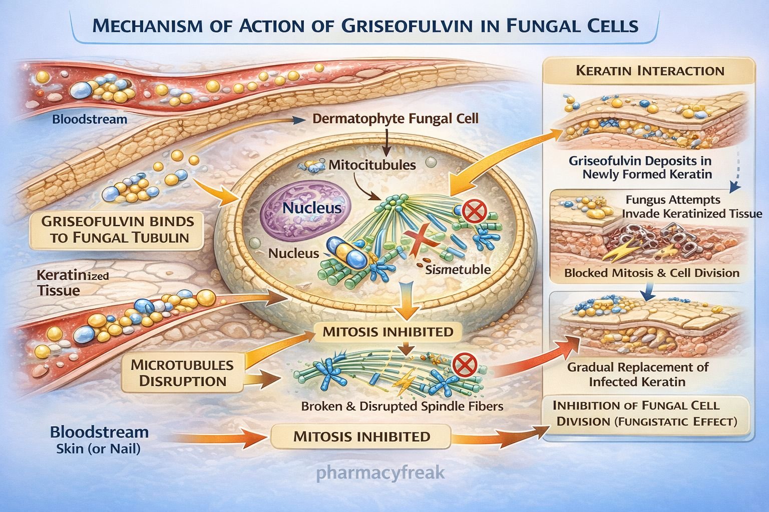 Mechanism of Action of Griseofulvin
