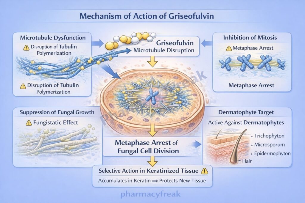 Griseofulvin pharmacology