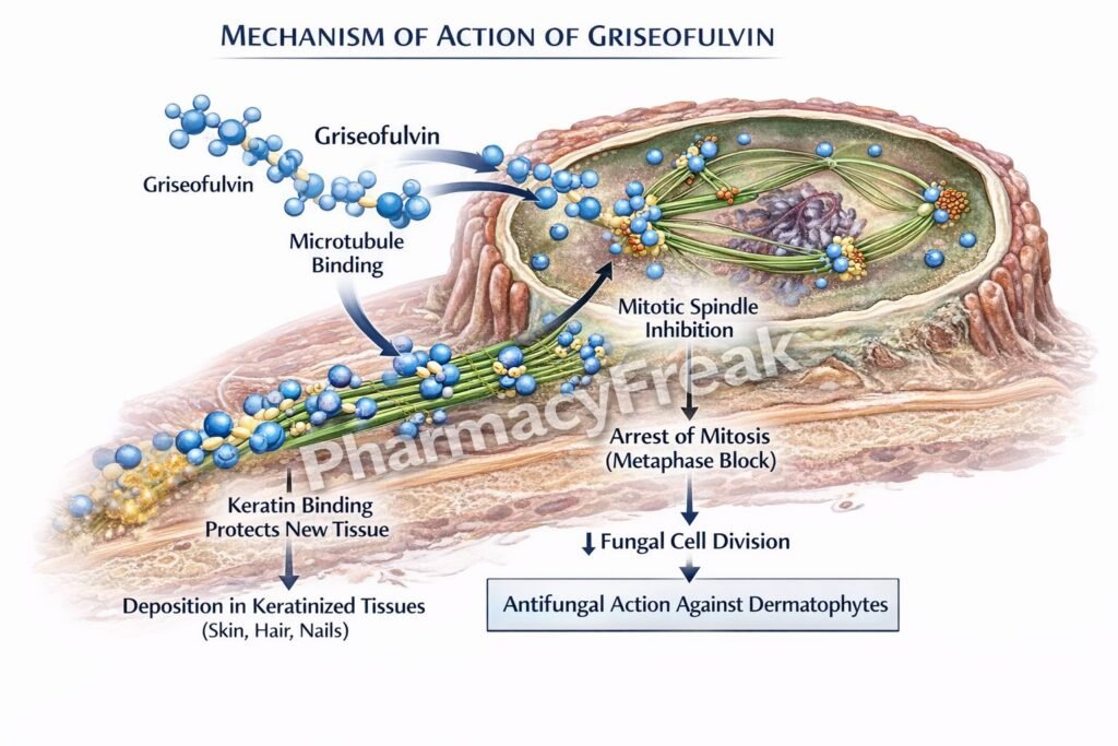 MOA of Griseofulvin