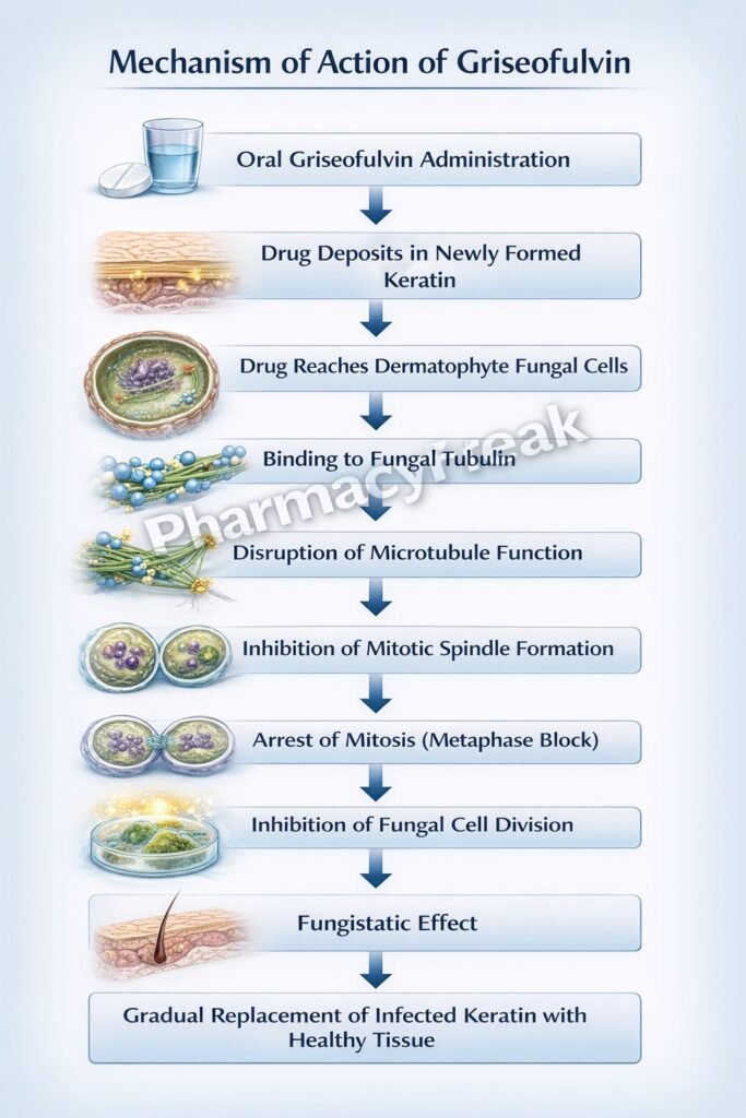 Flowchart of Mechanism of Action of Griseofulvin