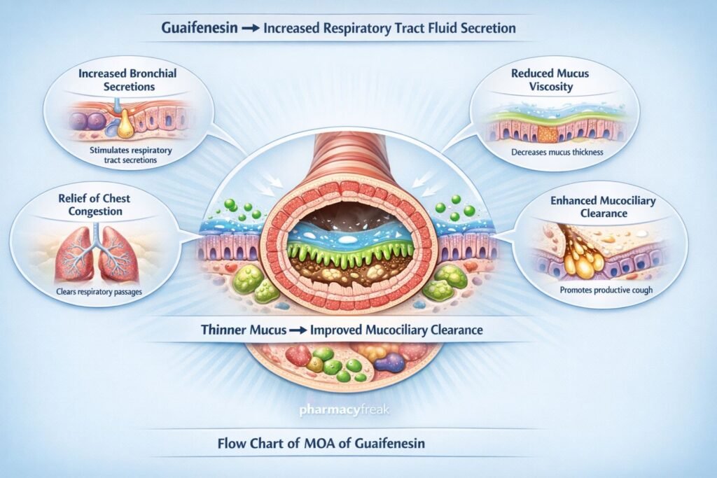 Mechanism of Action of Guaifenesin