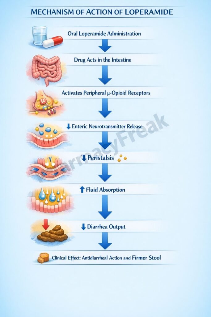 Mechanism of Action of Loperamide Flowchart