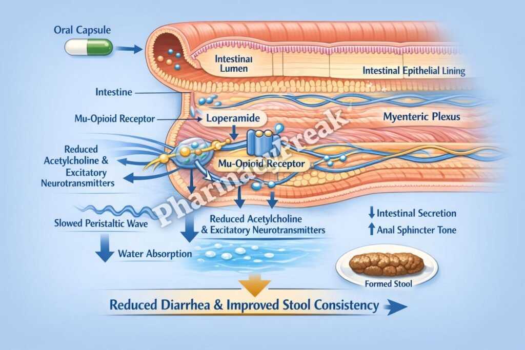 MOA of Loperamide