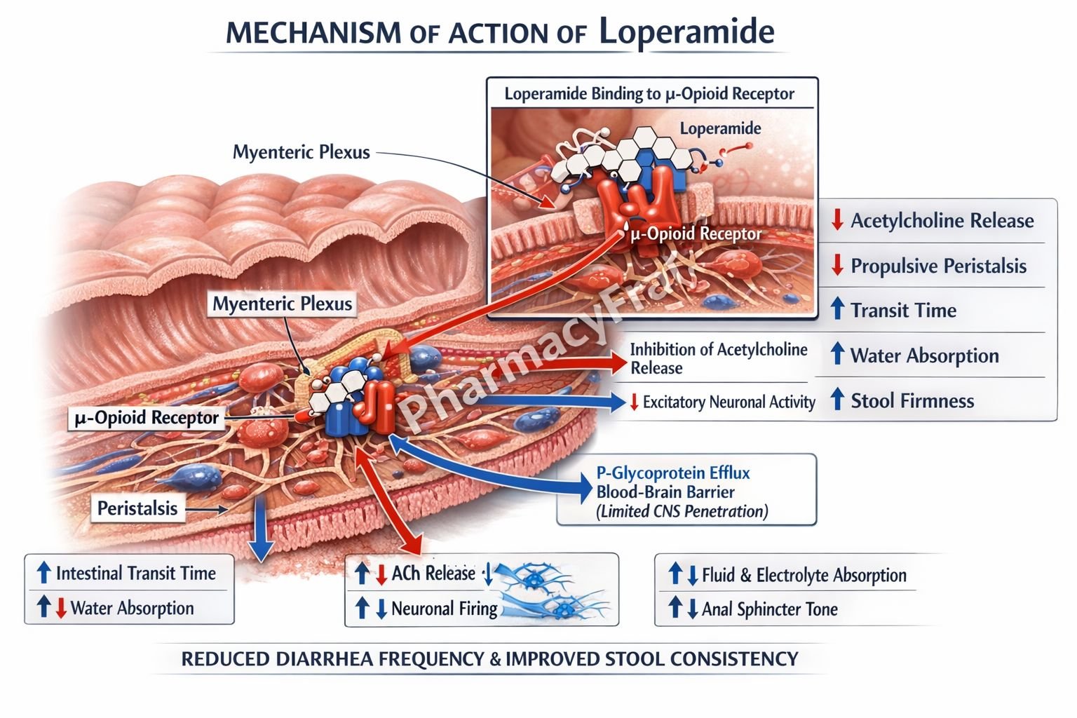 Mechanism of action of Loperamide
