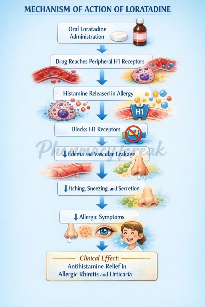 Mechanism of Action of Loratadine Flowchart