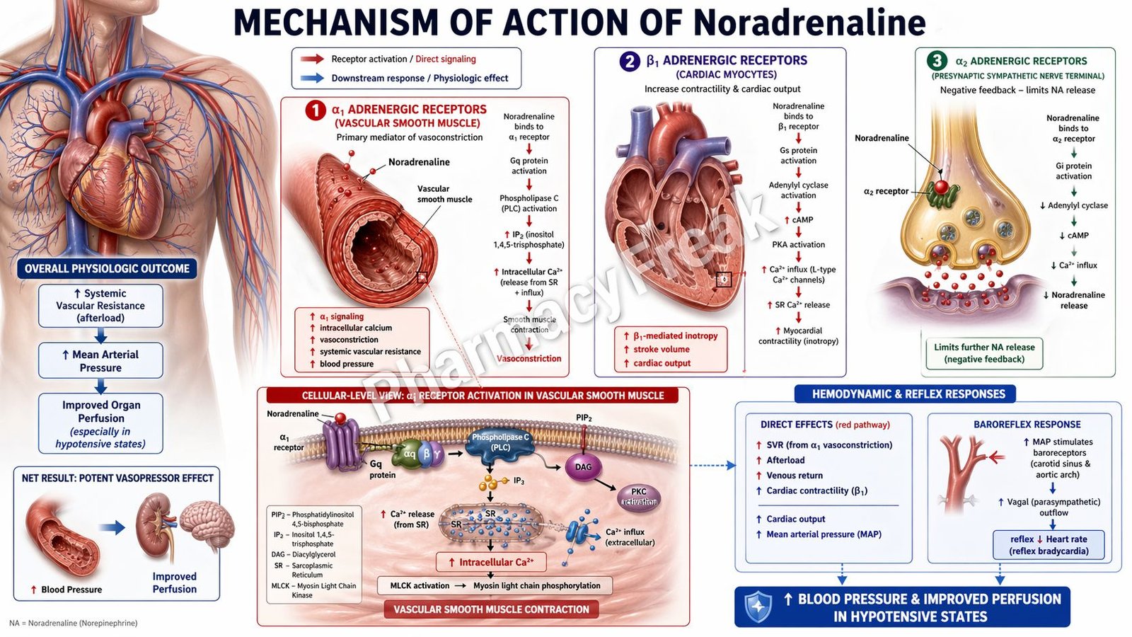 Mechanism of action of Noradrenaline