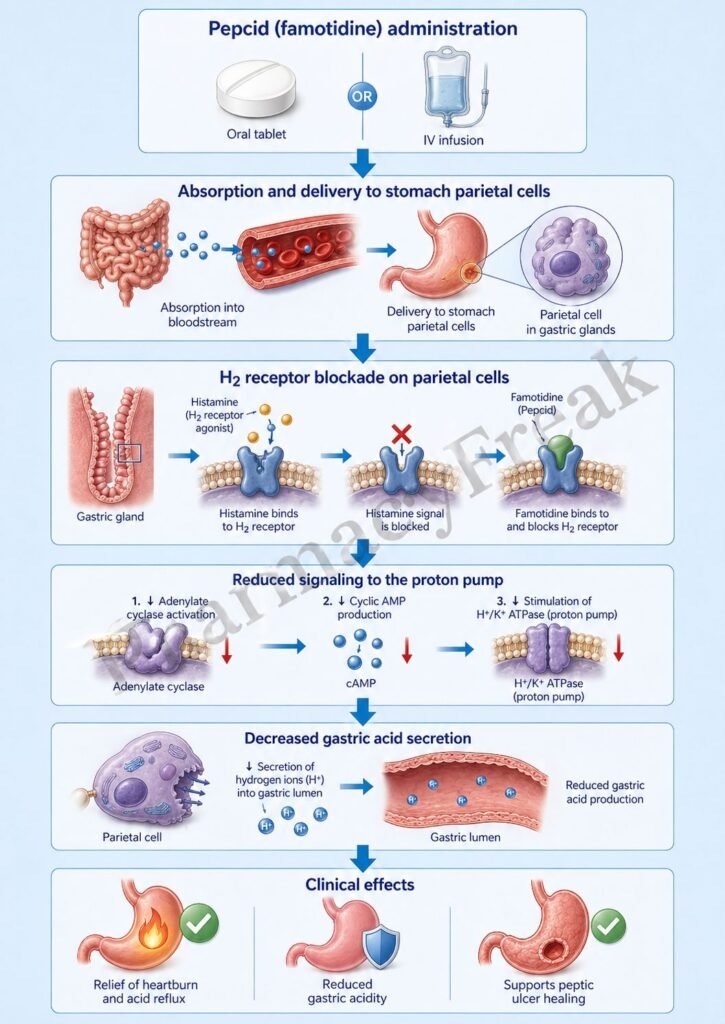 Mechanism of Action of Pepcid Flowchart