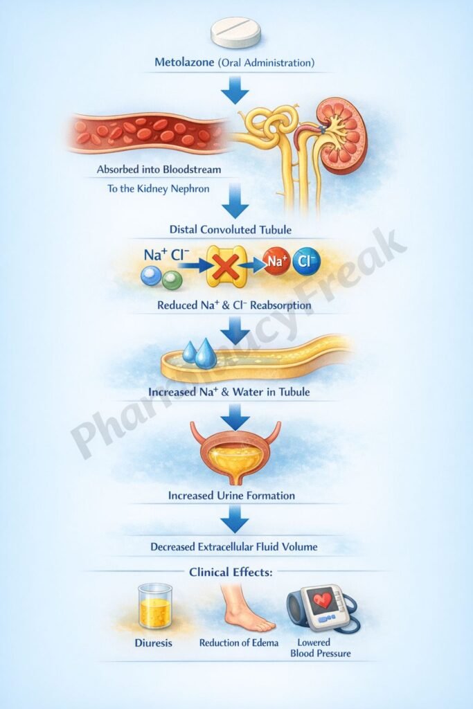 Mechanism of action of Metolazone