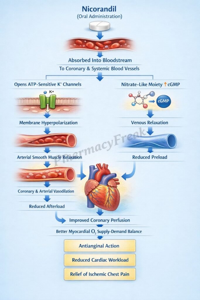Mechanism of Action of Nicorandil Flowchart