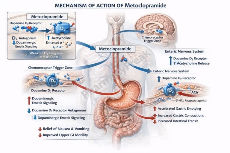 MOA of Metoclopramide