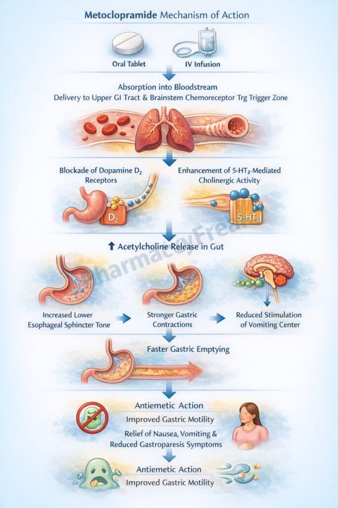 Mechanism of Action of Metoclopramide Flowchart