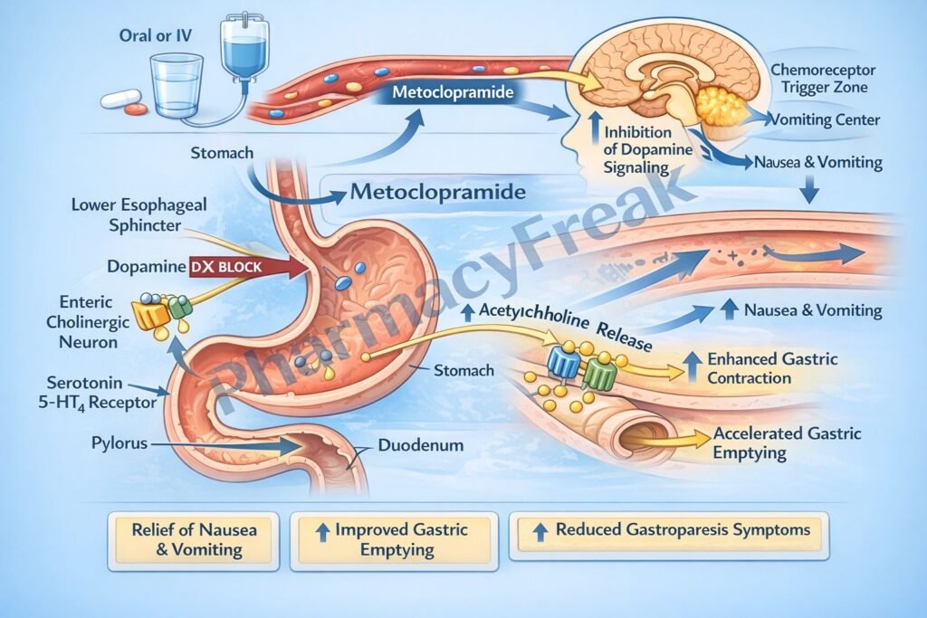Mechanism of action of Metoclopramide