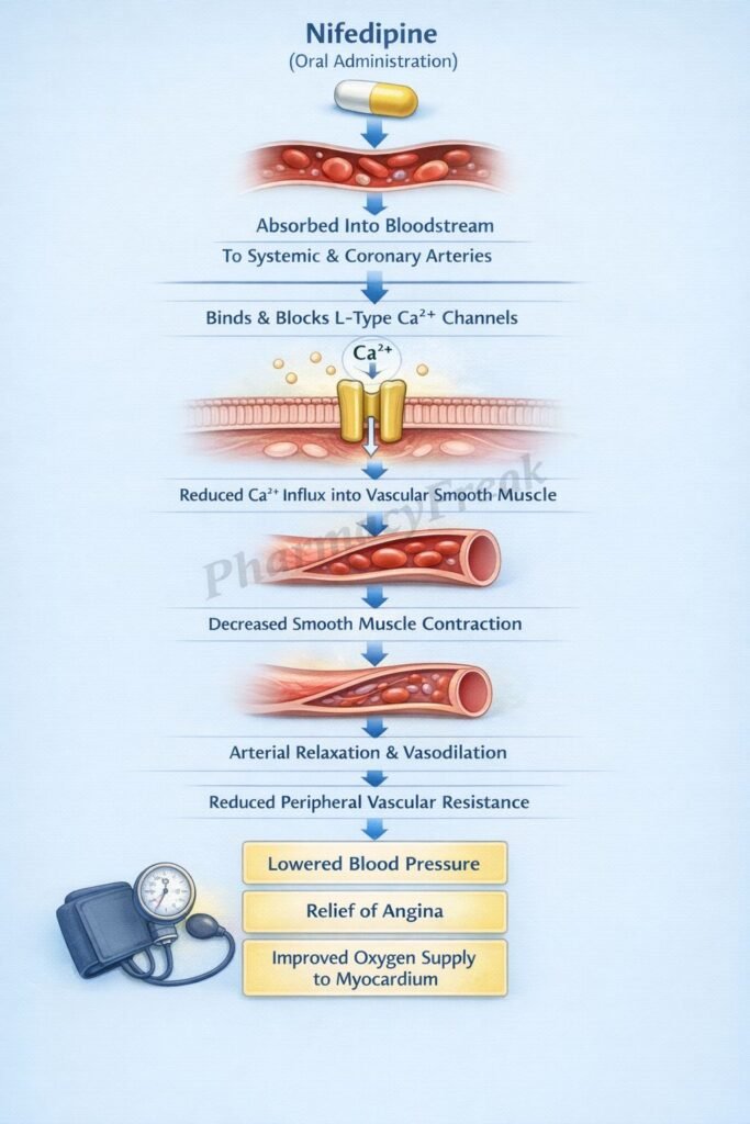 Mechanism of Action of Nifedipine Flowchart