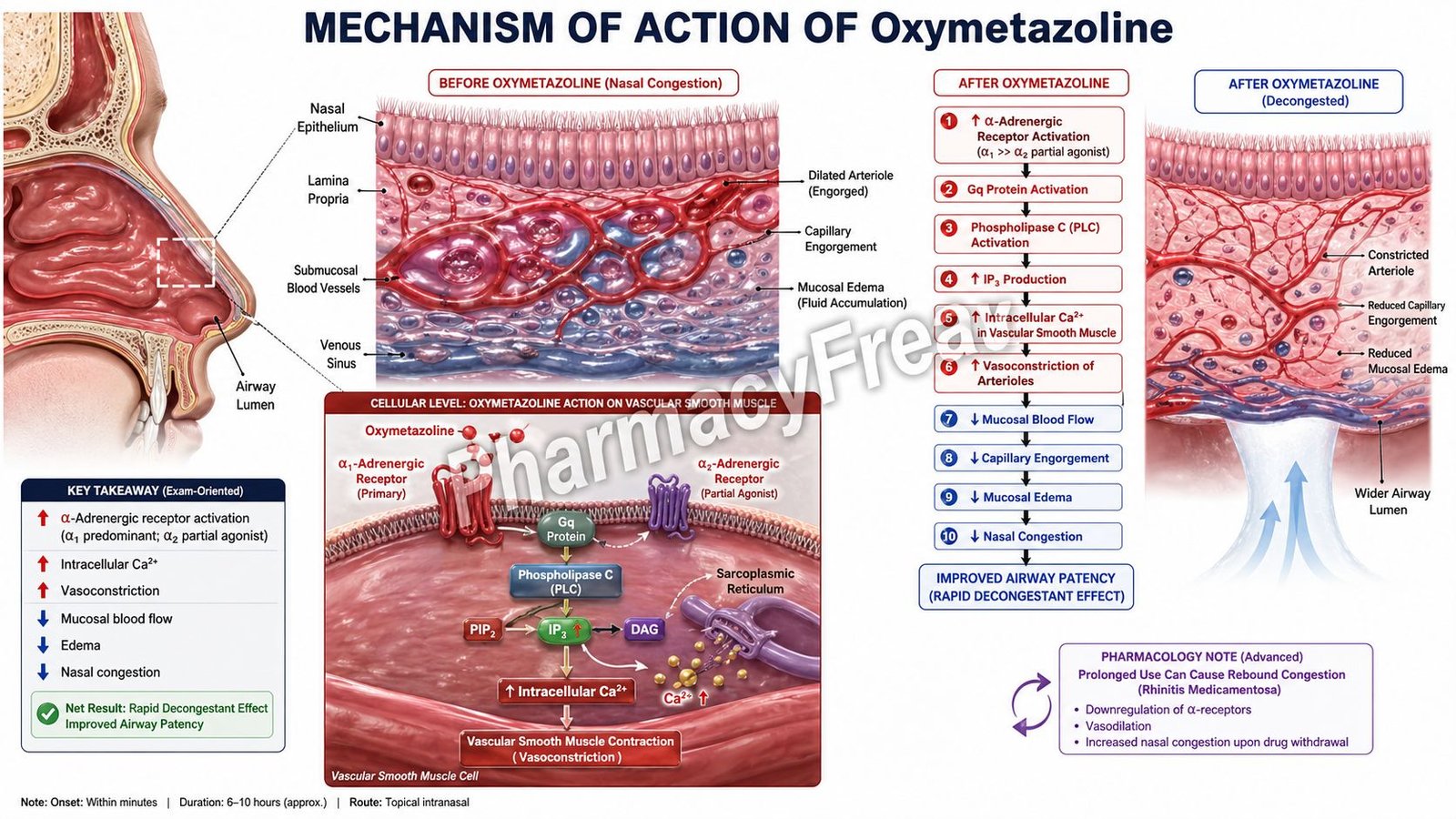 Mechanism of action of Oxymetazoline