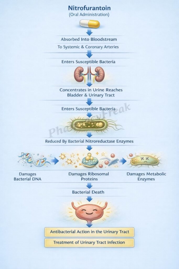 Mechanism of Action of Nitrofurantoin Flowchart