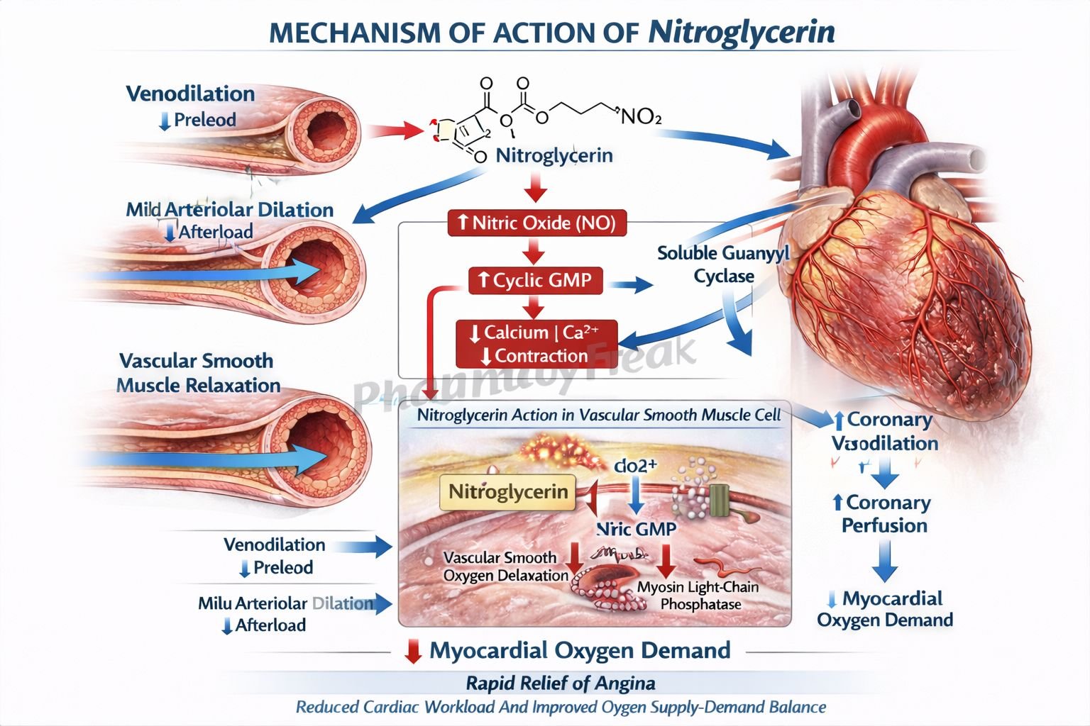 Mechanism of Action of Nitroglycerin
