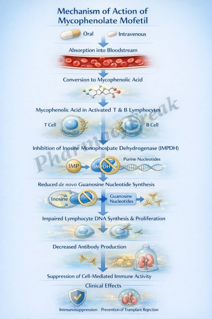 Mechanism of Action of Mycophenolate Mofetil Flowchart