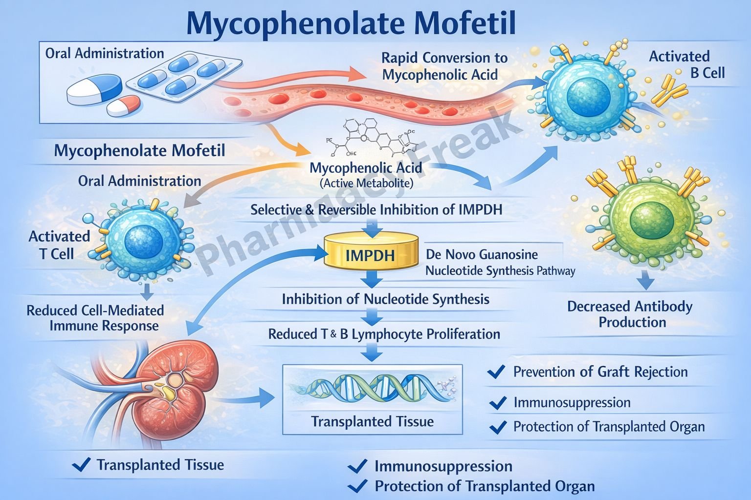 Mechanism of Action of Mycophenolate Mofetil