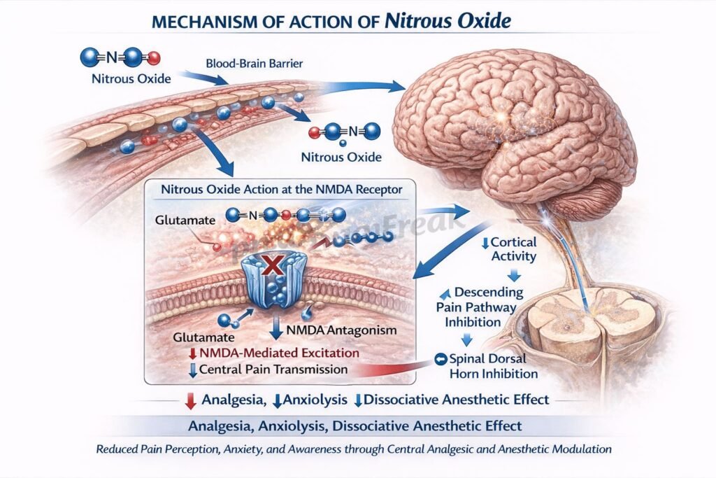 Mechanism of action of Nitrous Oxide