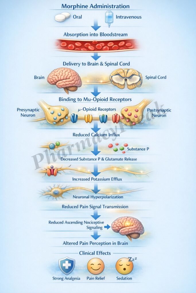 Flowchart of mechanism of action of Morphine